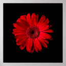 Suche nach roter gerbera kunst Natur