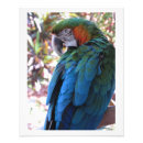Recherche de perroquet bleu posters Nature
