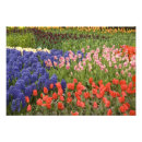 Recherche de variété art Rouge