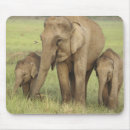 Suche nach indischer elefant mousepads Corbett