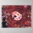 Suche nach inseln neuseeland poster Natur