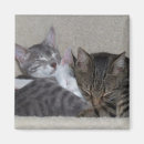 Recherche de photo drôle de chat magnets Adorable
