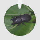 Suche nach fehler ornamente Insekten