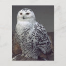 Suche nach schneeeule postkarten Vögel