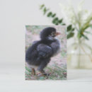 Recherche de poulet cartes postales Pays