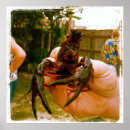 Suche nach schalentiere poster Krebse