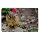 Recherche de repas magnets Photographie