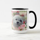 Recherche de perce tasses Chiot maltais