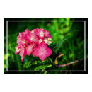 Suche nach hydrangea blume poster Blätter