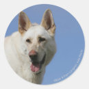 Suche nach weißer schäferhund Elsässisch