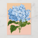 Recherche de hortensia cartes postales Botanique