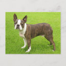 Recherche de chiot de terrier de boston Chiots