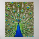 Suche nach vögel auf der ganzen welt poster Großes jahr