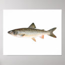Suche nach fishing poster Trout