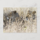Recherche de kruger cartes postales Afrique du sud