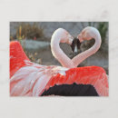 Recherche de la danse cartes postales Rose