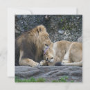 Suche nach x katze poster Katzenliebhaber