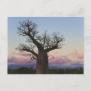 Suche nach baobab baum postkarten Landschaft