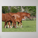 Suche nach quarter horse poster Bob sprache