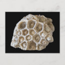 Suche nach fossilien postkarten Geologie