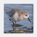 Recherche de bene magnets Rivage