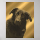Suche nach schwarzes labrador retriever poster Retriefe