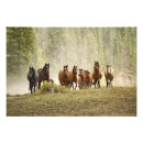 Recherche de lorie posters Animal