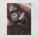Suche nach orang utans poster Liebe