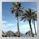 Suche nach aruba poster Palmen