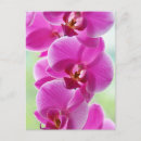 Recherche de orchidées roses cartes postales Fleurs