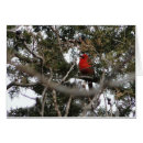 Suche nach zeder postkarten Vögel