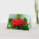 Suche nach rote rose karten Blume