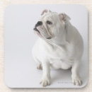 Recherche de humour bureau de dessous de verres Chiens