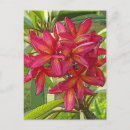 Suche nach plumeria postkarten Frangipani