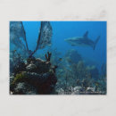 Suche nach shark postkarten Natur