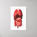 Suche nach verdauungssystem leinwandbilder Kolon