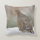 Recherche de colombe photographie Oiseau