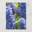 Suche nach weintraube postkarten Blume