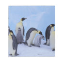 Recherche de loup blocsnotes Penguin empereur