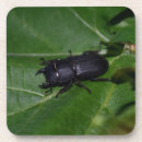 Suche nach käfer untersetzer Fehler