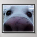 Suche nach hundegesicht poster Haustiere