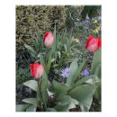Recherche de tulipe rouge posters Nature
