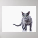 Suche nach cute cat poster Tiere