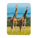 Recherche de savane magnets Safari