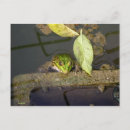 Suche nach frosch foto postkarten Teich