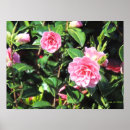 Recherche de camellia posters Nature