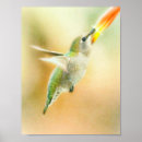 Suche nach kolibris poster Tier