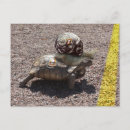 Recherche de tricheur cartes postales Tortue