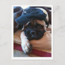 Suche nach bullmastiff postkarten Dog