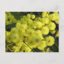 Recherche de mimosa cartes postales Jaune